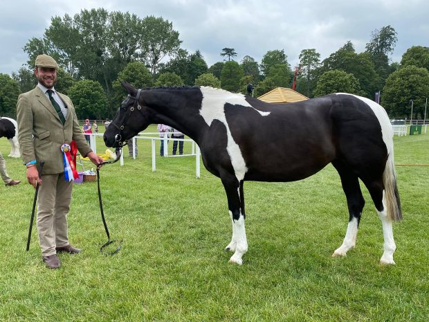 Alan Marnie and Vicky Smith's Ashlea Perfect Spirit is in-hand coloured champion at the 2021 Royal Windsor Horse Show