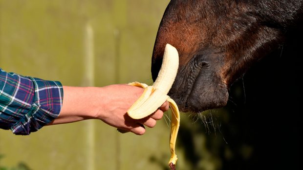 RFFWJW Domestic Horse eating banana