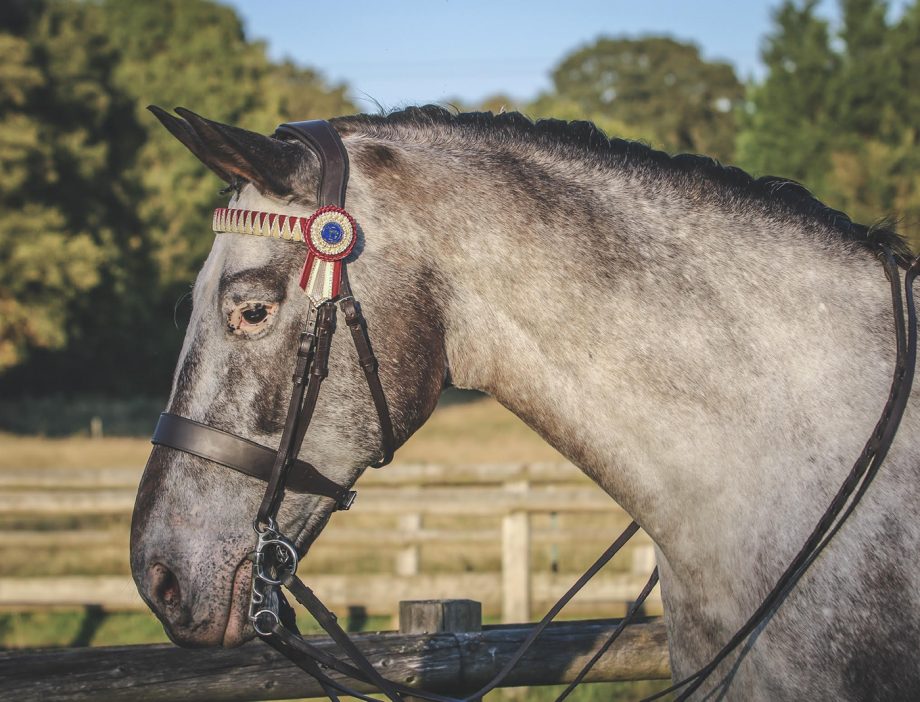 The Appaloosa horse - Royal Horse