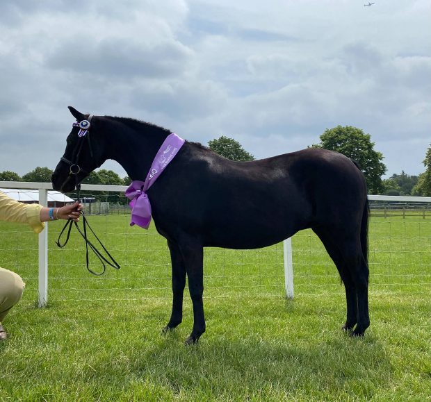 Mountain Gale owned and handled by Lucinda Speak is senior in-hand champion at the 2021 Royal Windsor Horse Show
