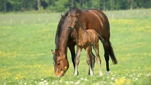 Mare with foal out in a field