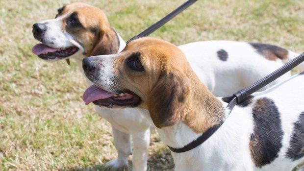 Westerby Drama and Lattice, two of the basset hounds stolen in February, shone in the show ring at Peterborough.