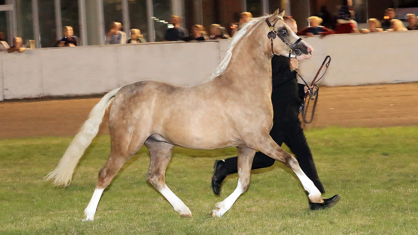 Cadlanvalley Golden Voyager