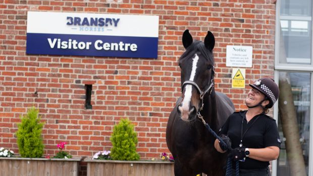 police horses retired
