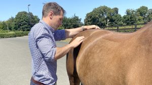 If a vet suspects a pelvic fracture in a horse, they will paltate the area.