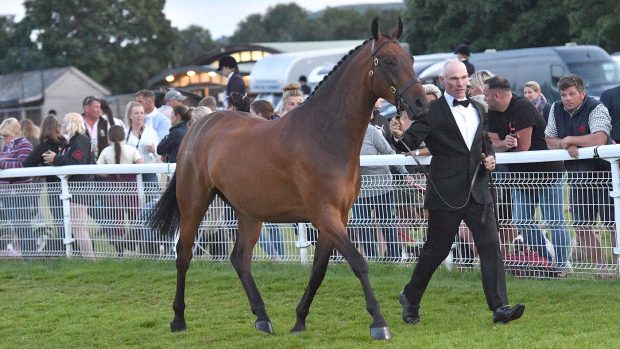 Ian Boylan leads three-year-old Roseberry Great Expectations to head the Price Family supreme in-hand championship at the NPS summer championships