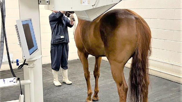 Bone scans can be used to help diagnose pelvic fractures in horses.