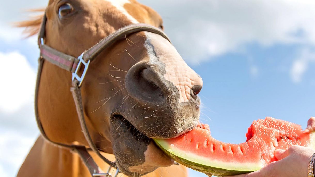 Can horses eat watermelon? Everything you need to know...
