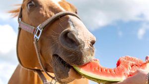 Can horses eat watermelon Young horse eating a piece of watermelon