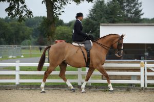 Cloneyhea Clancy is off to HOYS