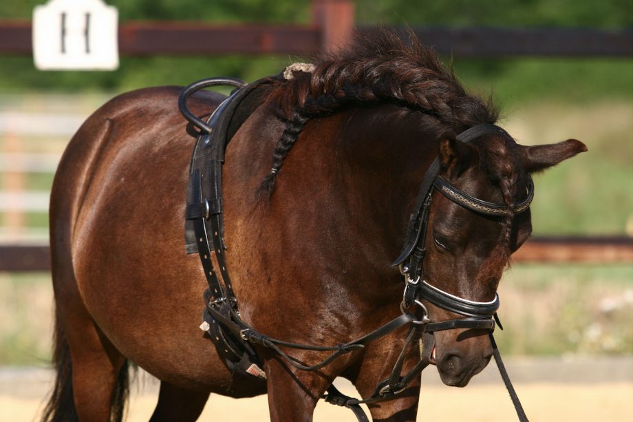 horse training aids