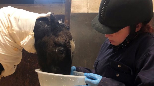 Phoenix is being cared for by the expert grooms at Redwings
