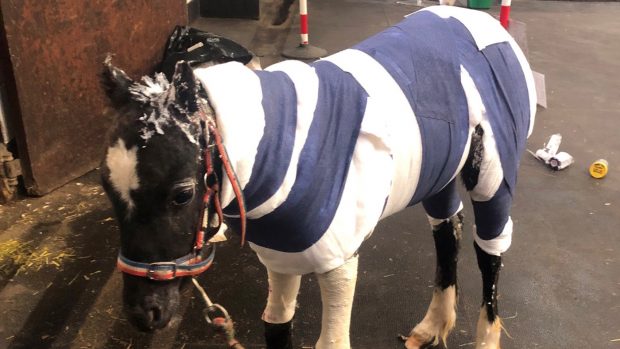 Phoenix is being cared for by the expert grooms at Redwings