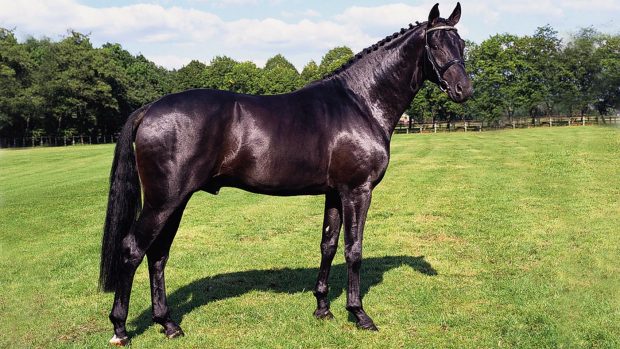 The late, great breeding stallion Sandro Hit
