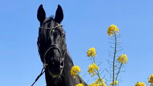 The popular stallion Sandro Hit has died