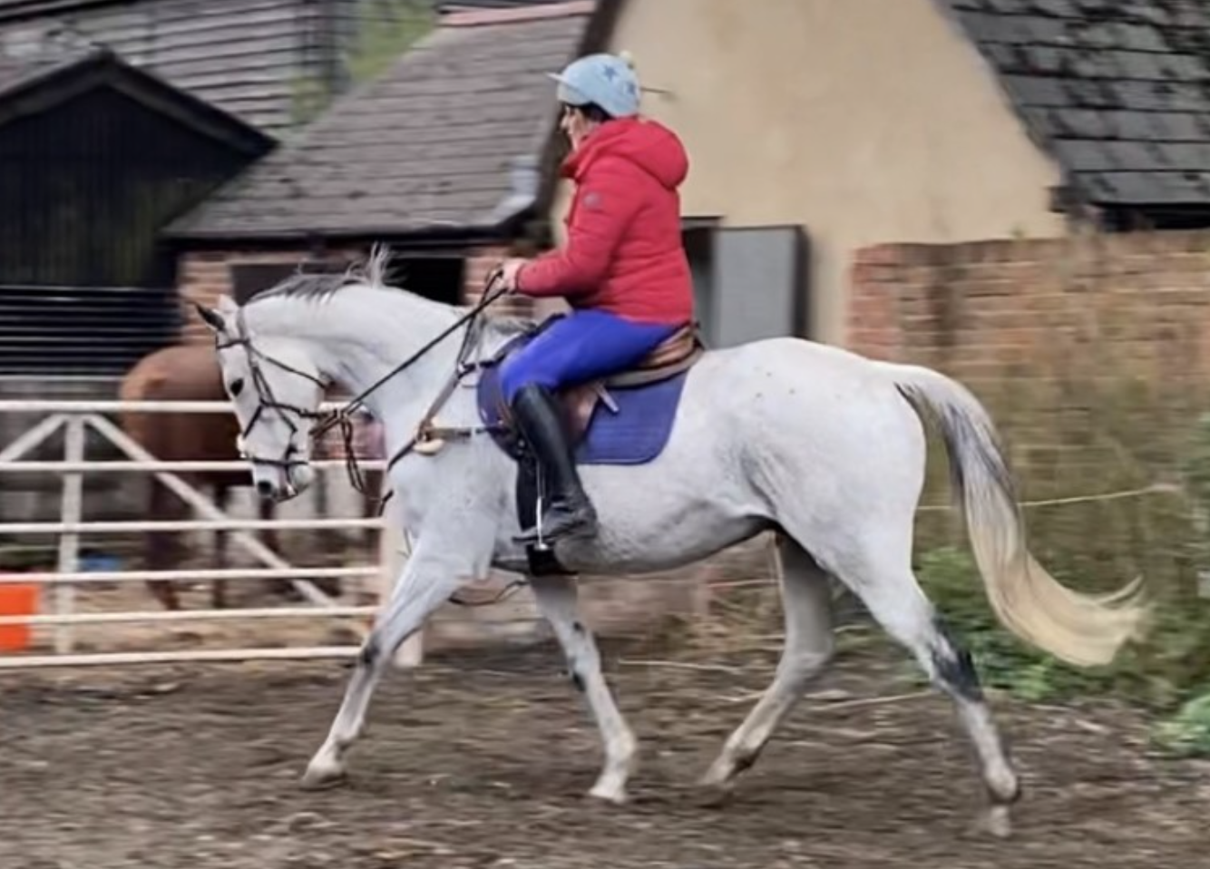 Grey horses for sale