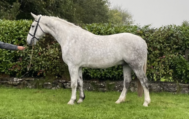 Grey horses for sale