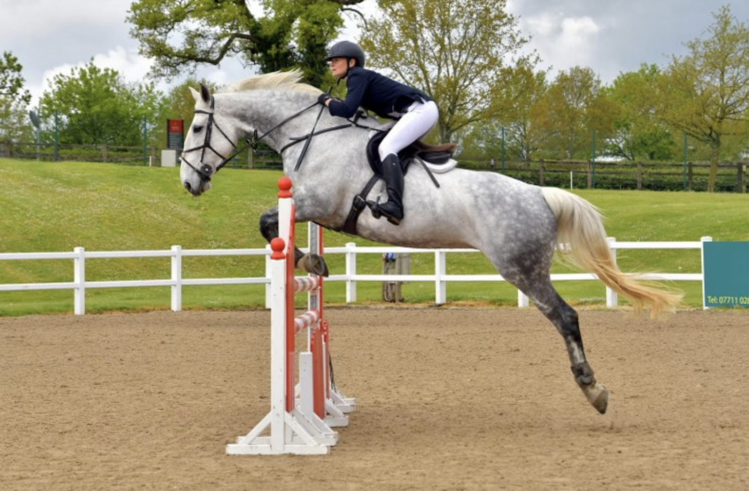 Grey horses for sale