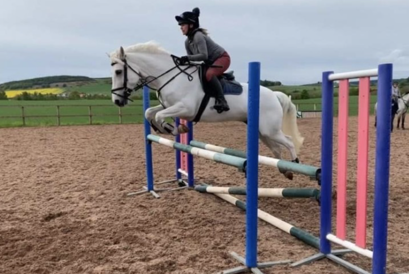 Grey horses for sale