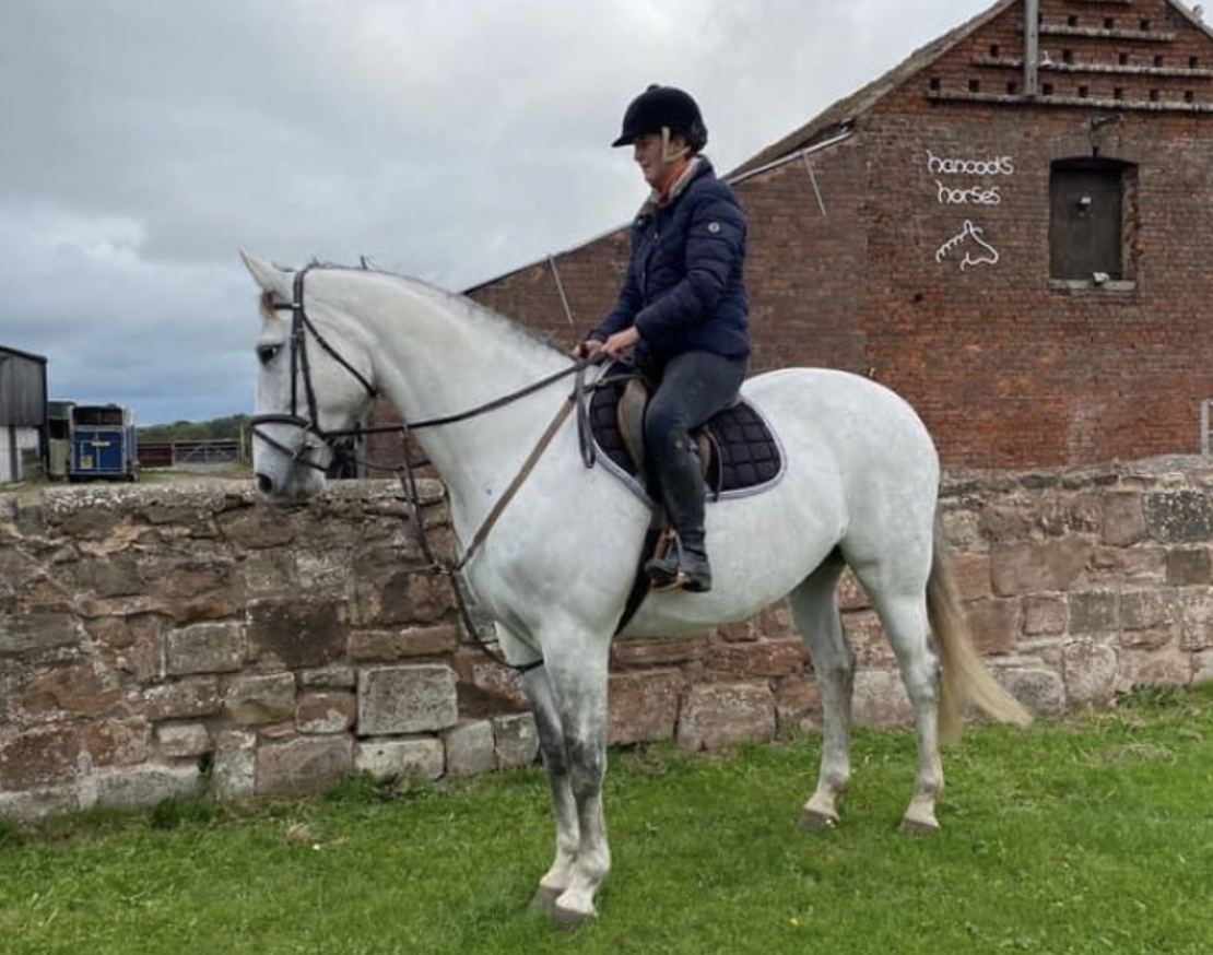 Grey horses for sale