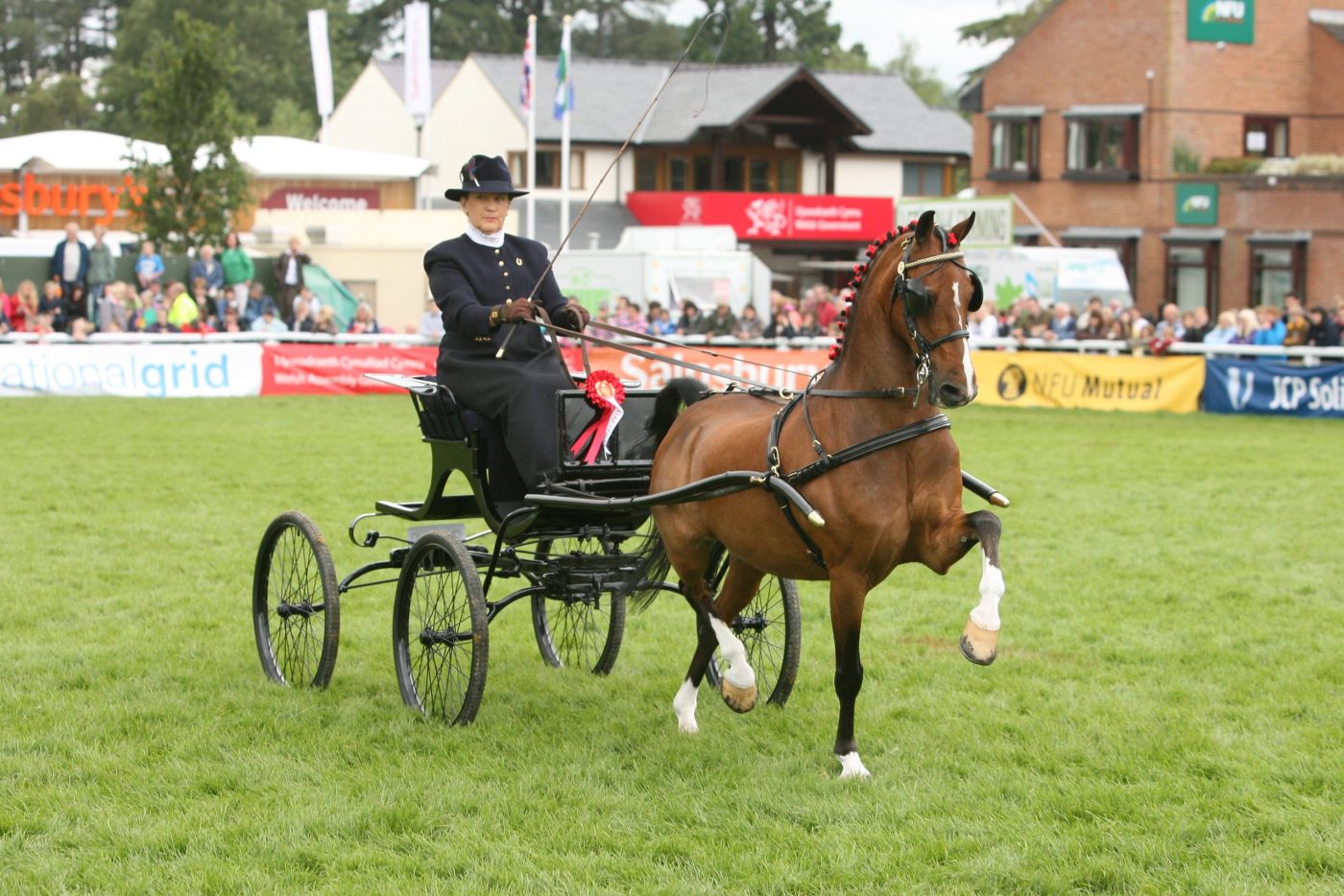 The Hackney is an official British rare horse breed