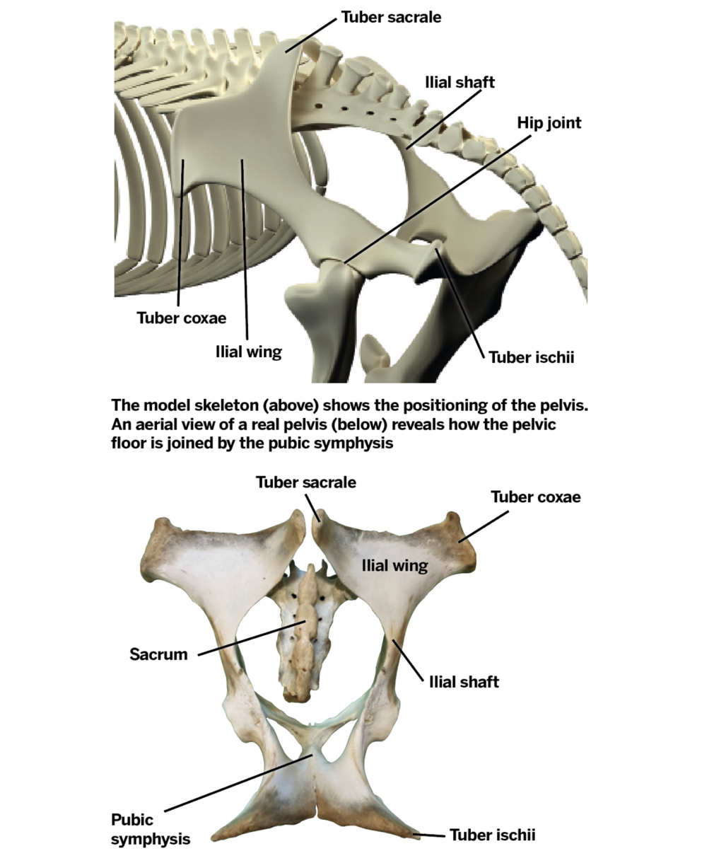 Pelvic fractures in horses all you need to know Horse & Hound