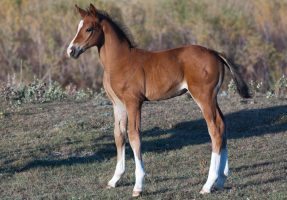 The clone of Arko III, who was born in the US in August.