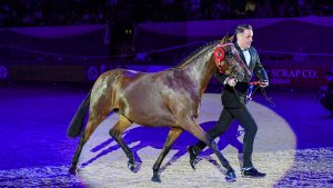 Heronsmill Tiger Lily, winner of the Cuddy in-hand championship at HOYS