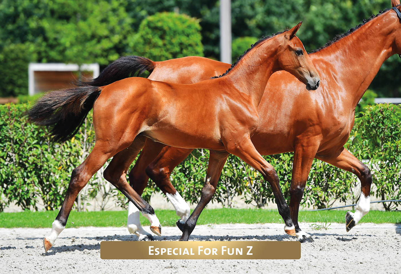 World record price showjumping foal Especial For Fun Z