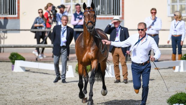 European Dressage Championships grand prix times: Gareth Hughes and Sintano Van Hof Olympia wil compete on Tuesday
