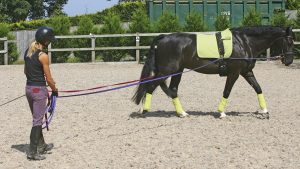 A horse being exercised on long reins, which can be a useful way of exercising horses with arthritis, also known as Degenerative Joint Disease (DJD)