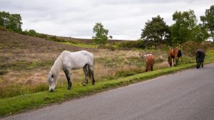 New Forest ponies are among the native horse breeds of the UK