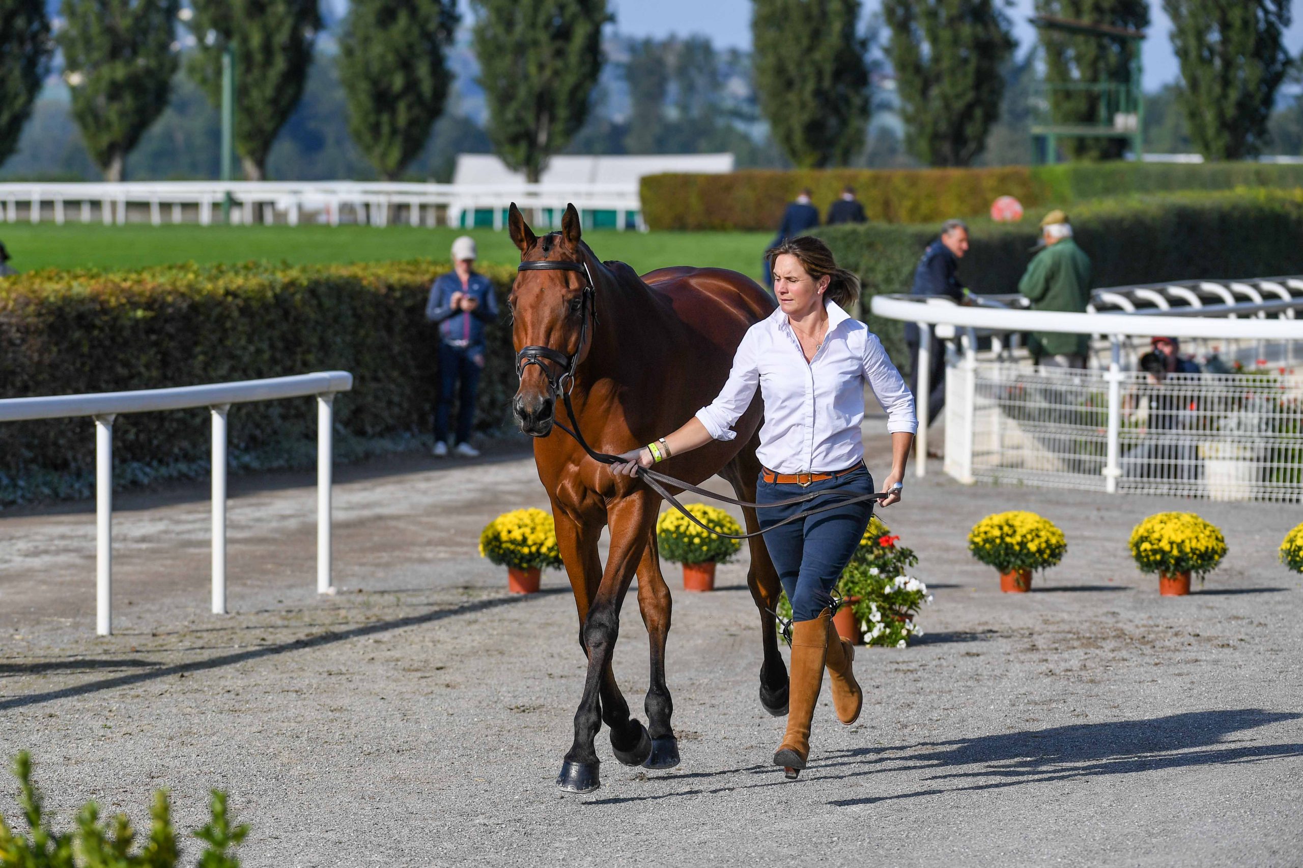 European Eventing Championships first trot-up photos: Piggy March and Brookfield Inocent