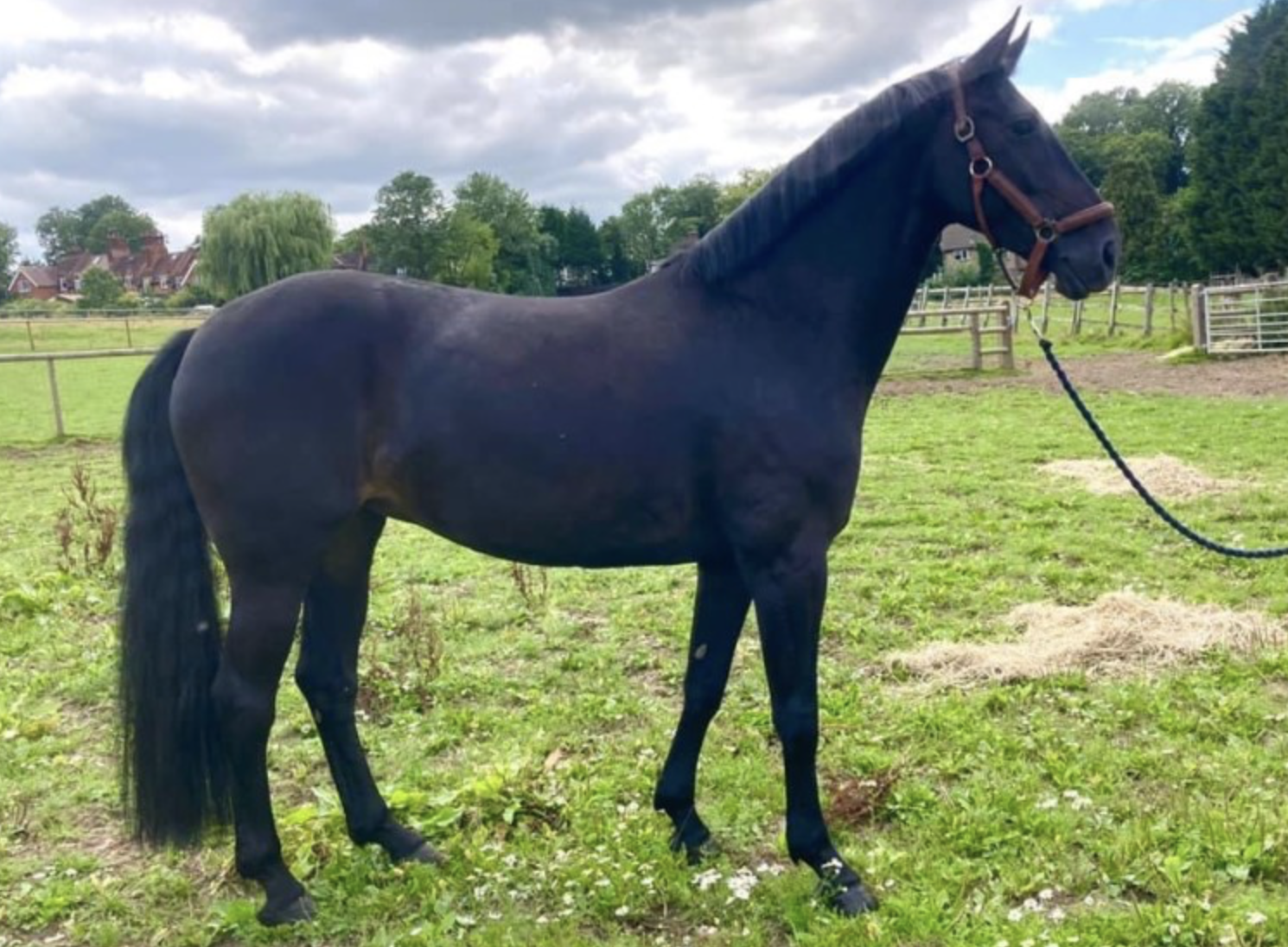 Warmblood horses for sale