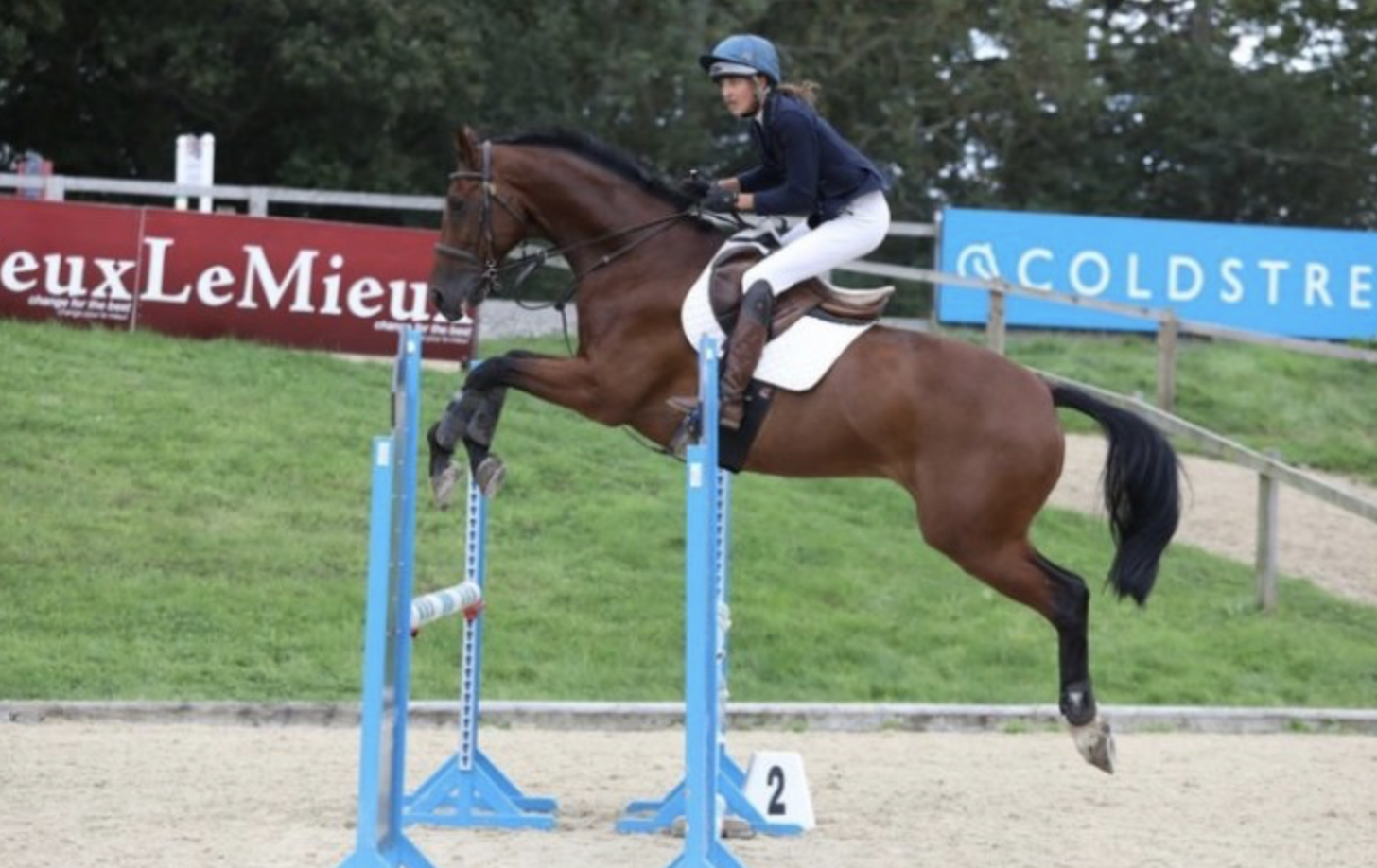 Warmblood horses for sale