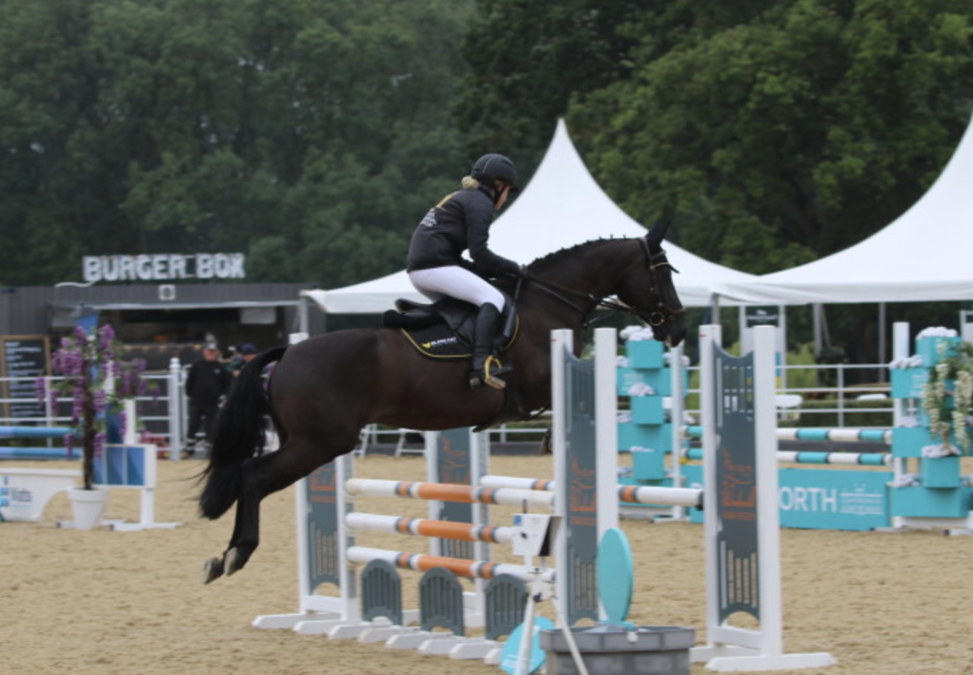 Warmblood horses for sale