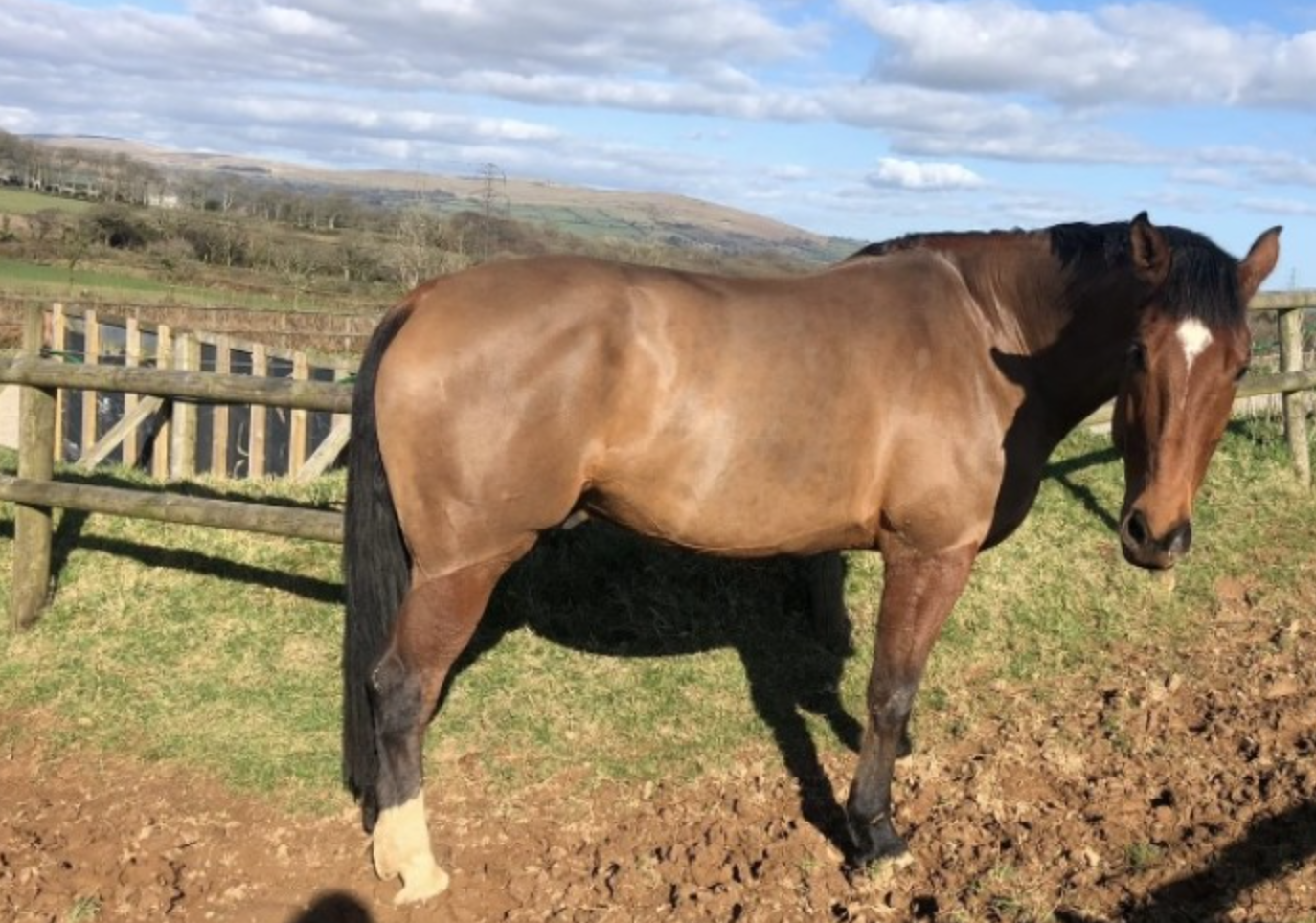 Warmblood horses for sale