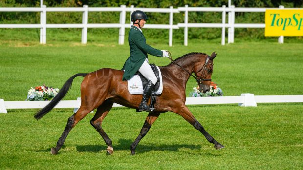 Bicton Horse Trials withdrawals: Padraig McCarthy and Leonidas II, who was withdrawn before cross-country