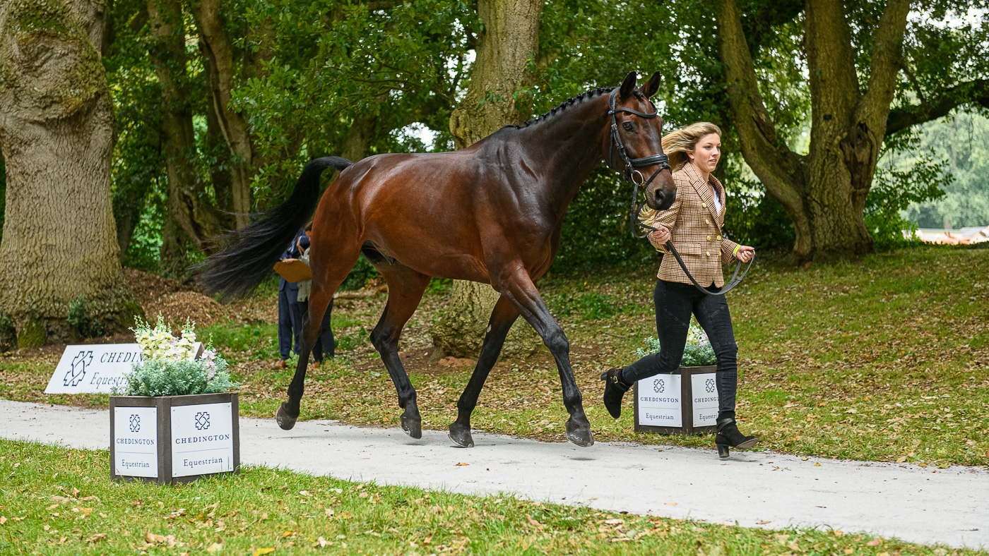 Bicton Horse Trials trot-up: Felicity Collins and RSH Contend Or