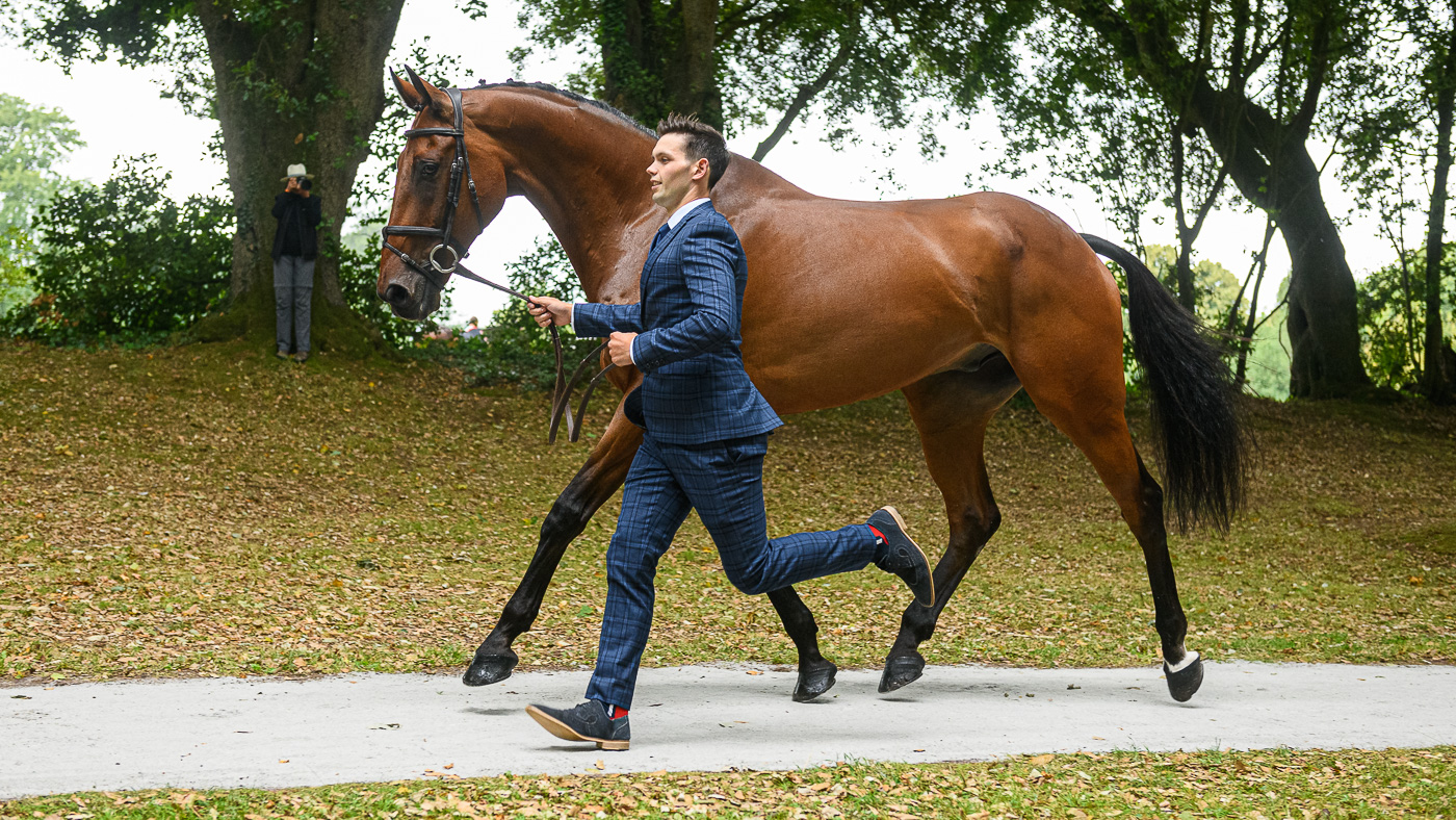 Bicton Horse Trials first trot-up: Harry Mutch and HD Bronze