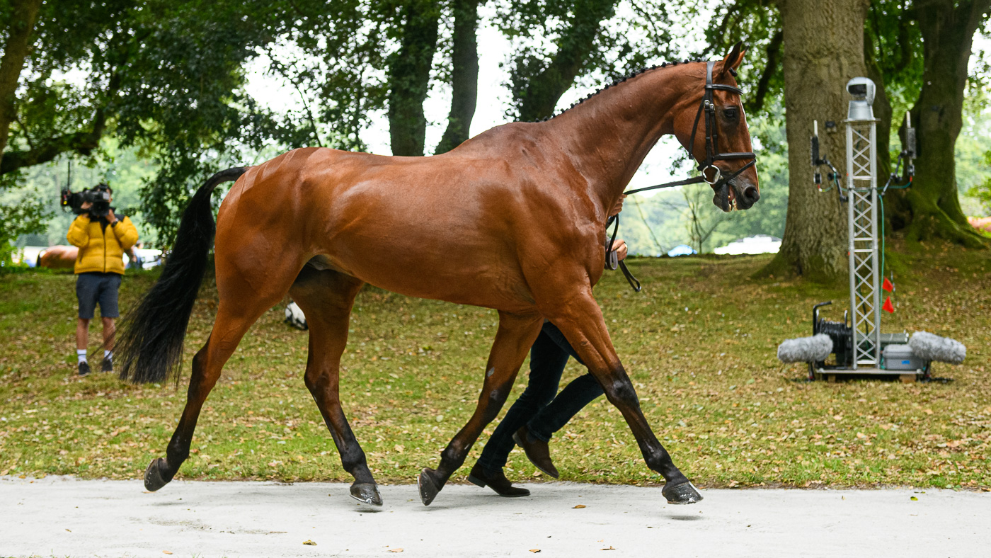 Bicton Horse Trials first trot-up: Mr Sneezy