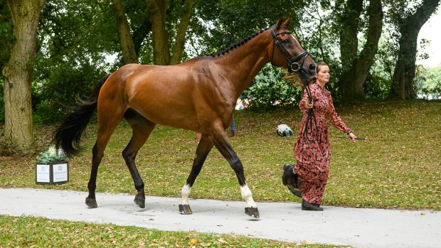 Bicton Horse Trials first trot-up: Malin Josefsson and Golden Midnight