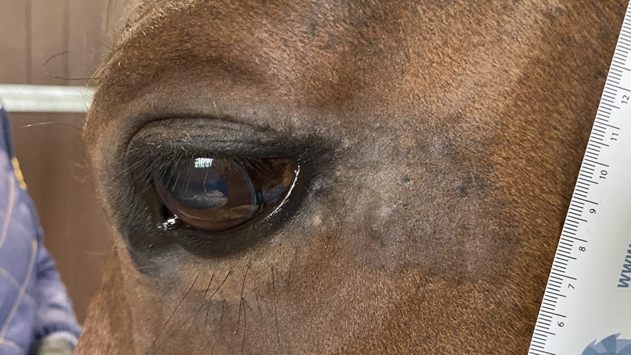 Sarcoids in horses all you need to know Horse & Hound's vet library