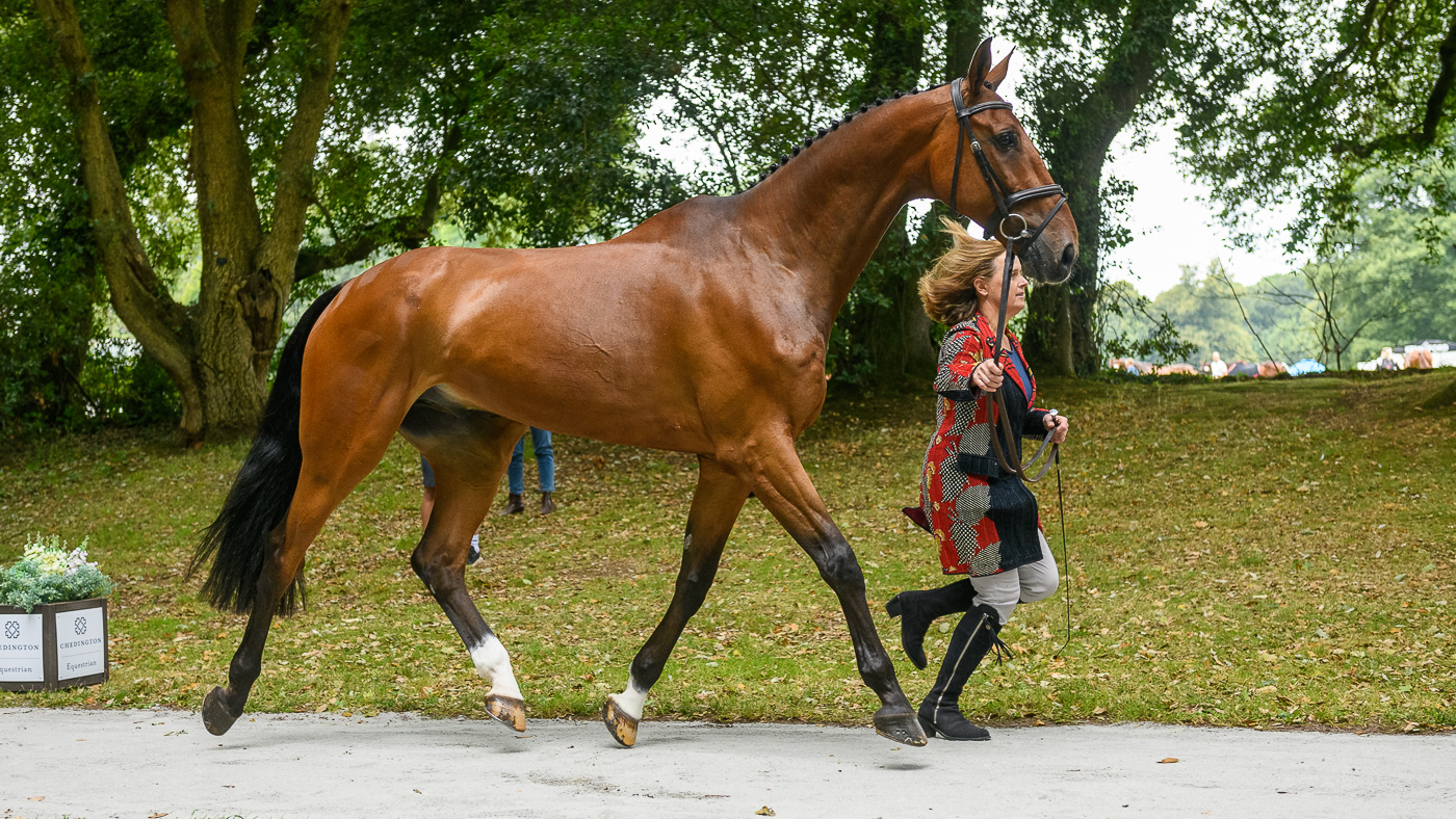 Bicton Horse Trials first trot-up: Pippa Funnell and Billy Walk On