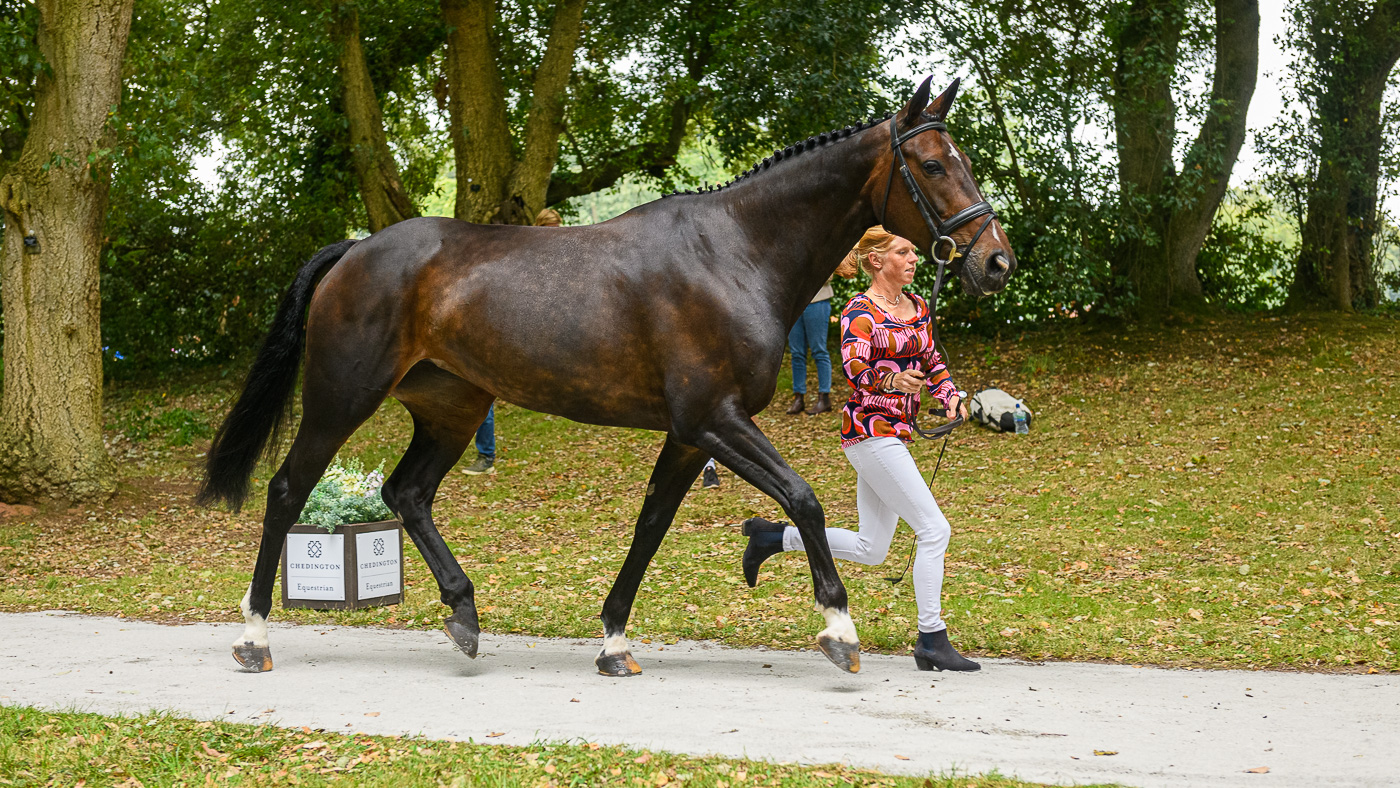 Bicton Horse Trials first trot-up: Ros Canter and Pencos Crown Jewel