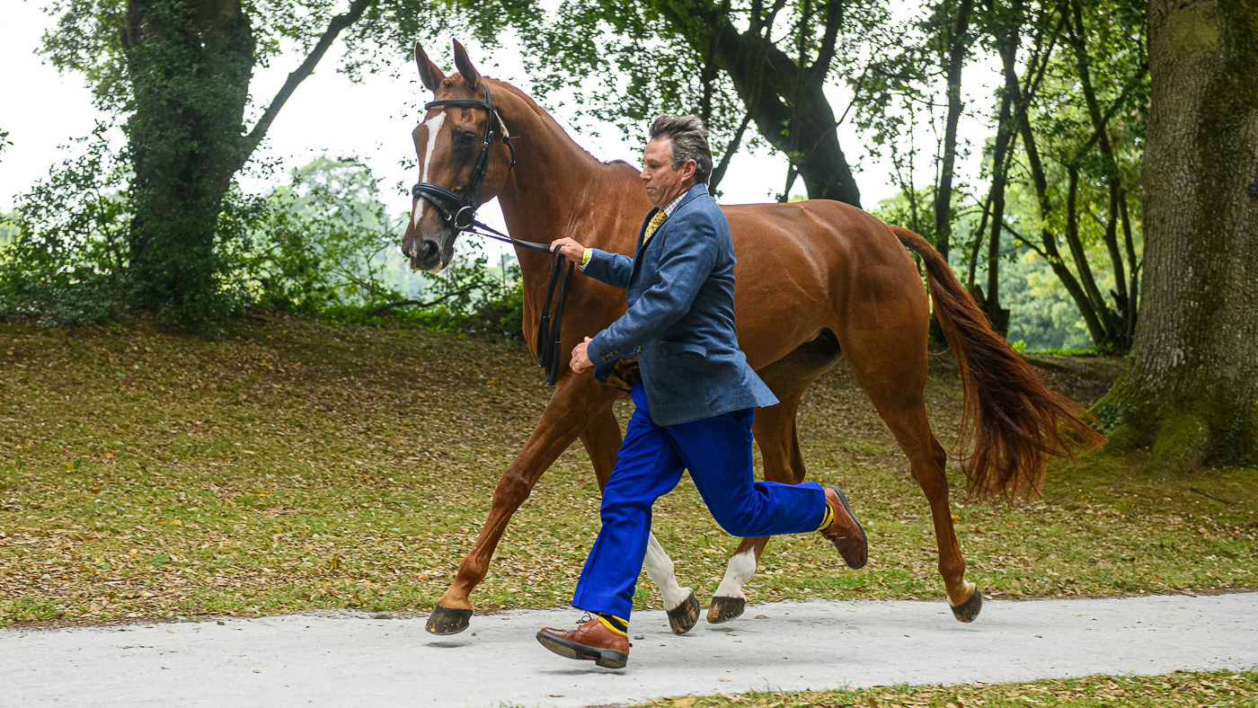 Bicton Horse Trials first trot-up: Sam Griffiths and Gurtera Cher
