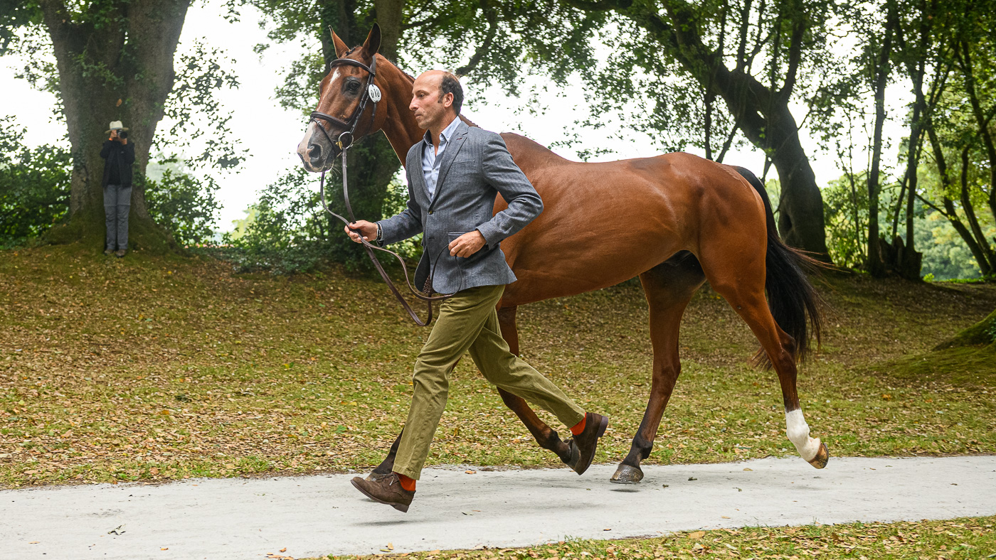 Bicton Horse Trials first trot-up: Tim Price and Ringwood Sky Boy