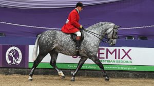 Simon Reynold riding Correl Wood in the maxi cob class at HOYS 2021.