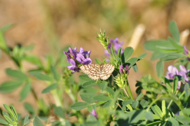 sustainable equestrian brands