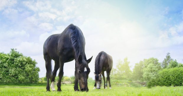 Global-Herbs_1400x788_Hero